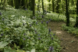 Zwartblauwe rapunzel in het Savelsbos